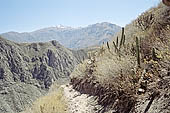 Colca Canyon